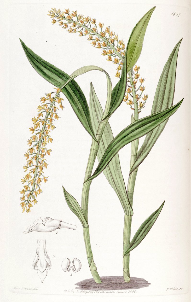 Epidendrum armeniacum بواسطة ملكة جمال دريك