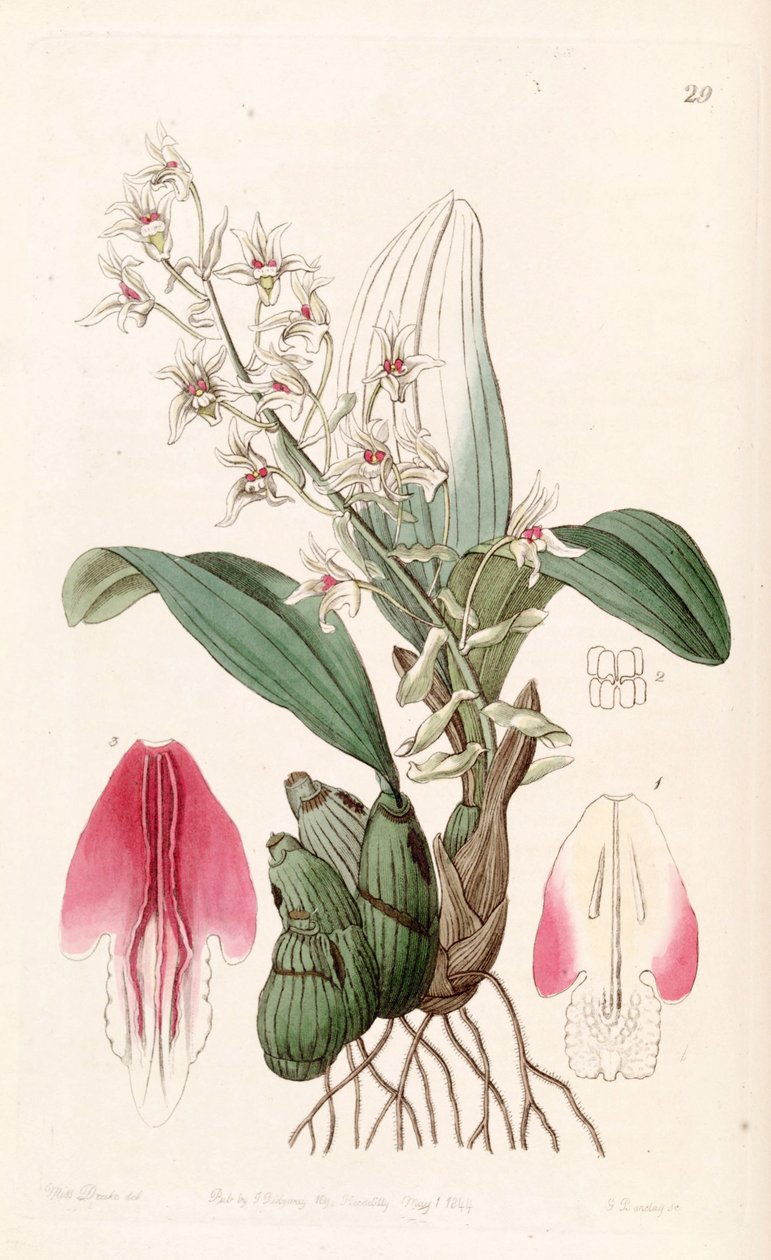 Eria bractescens بواسطة ملكة جمال دريك