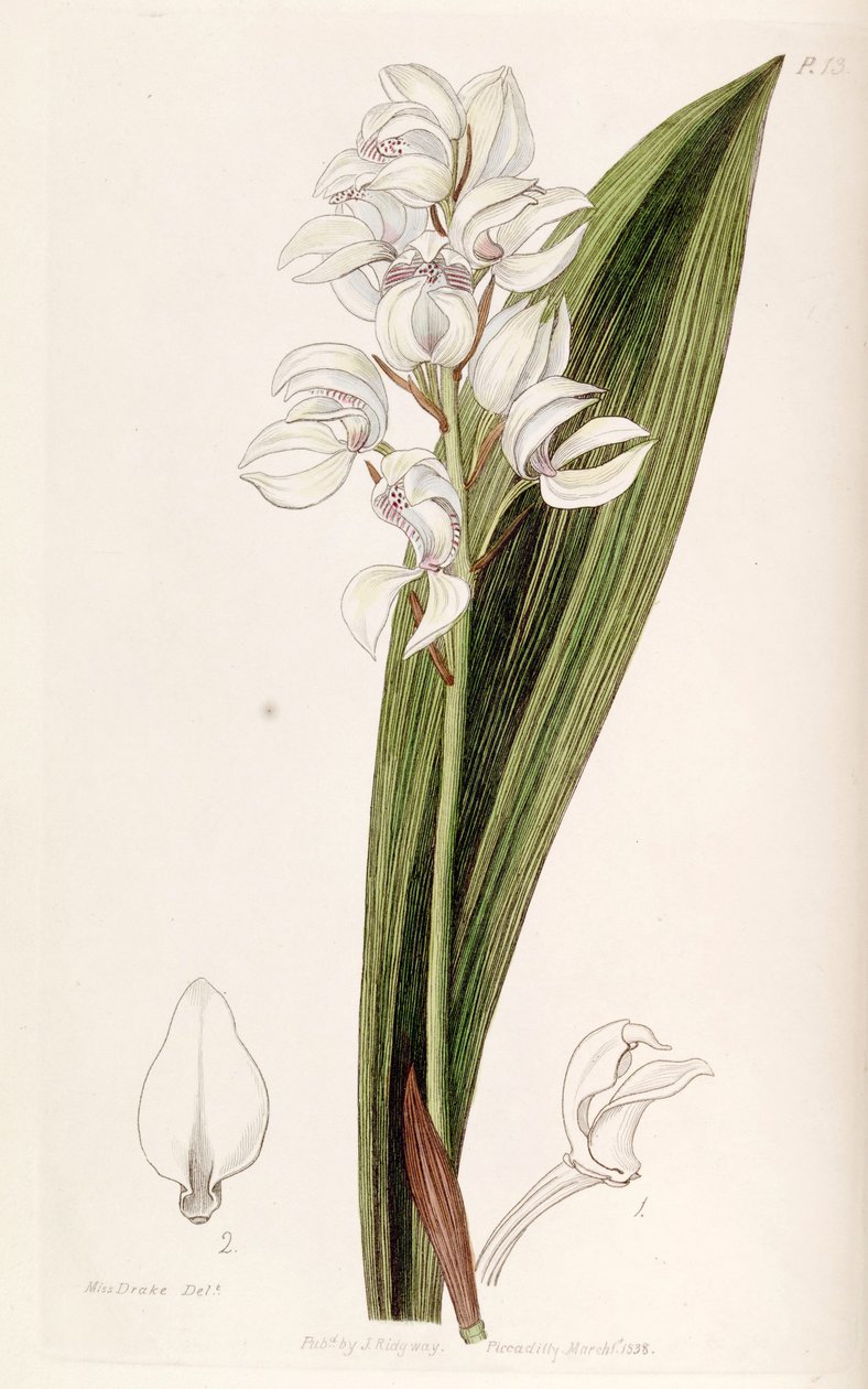 Govenia liliacea بواسطة ملكة جمال دريك