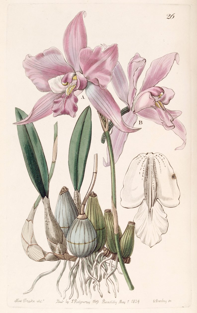 Laelia furfuracea بواسطة ملكة جمال دريك