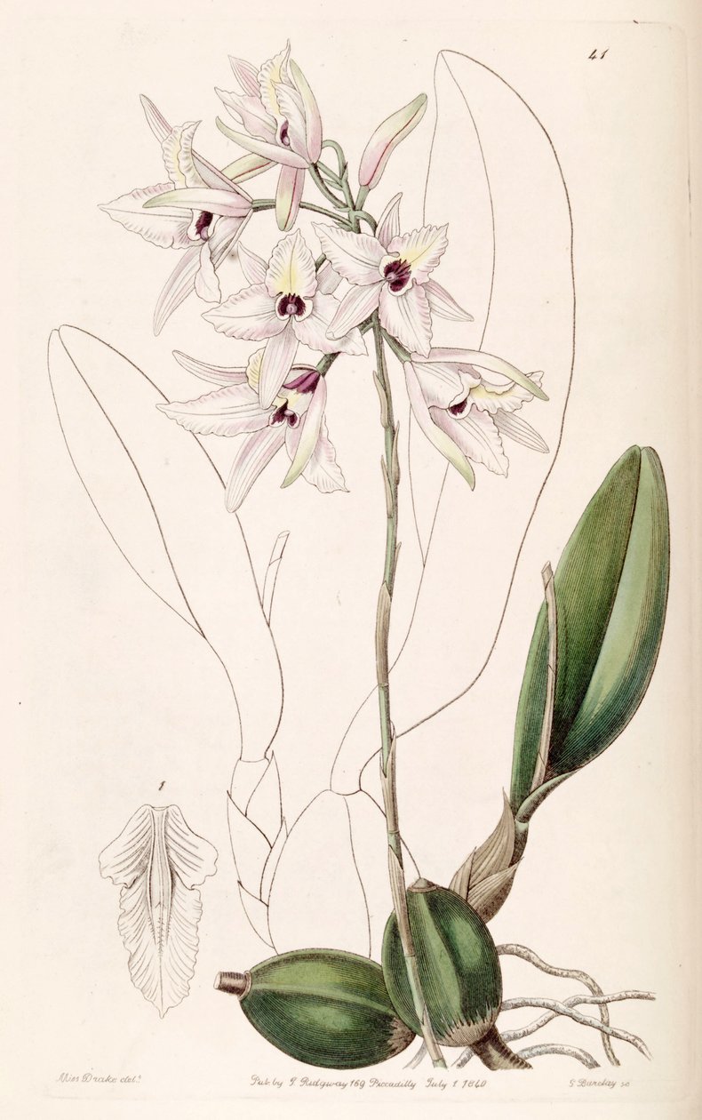 Laelia rubescens بواسطة ملكة جمال دريك