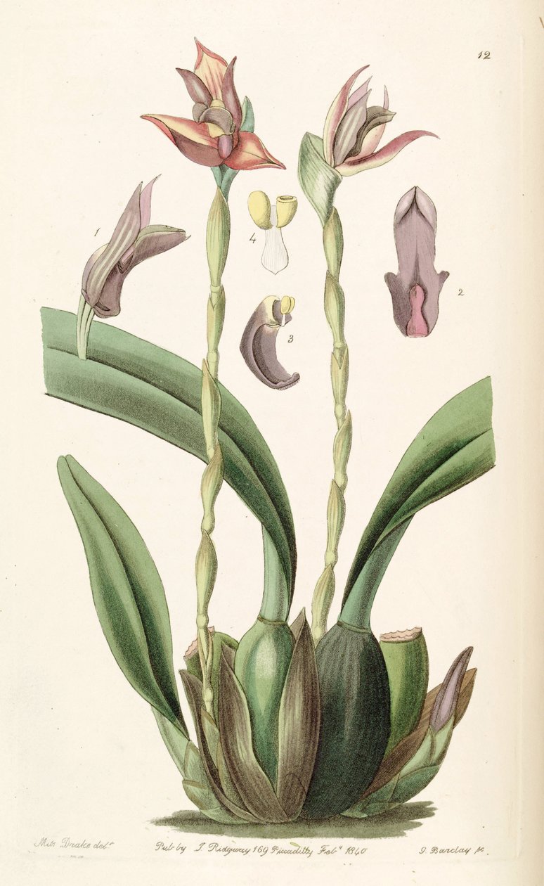 Maxillaria cucullata بواسطة ملكة جمال دريك