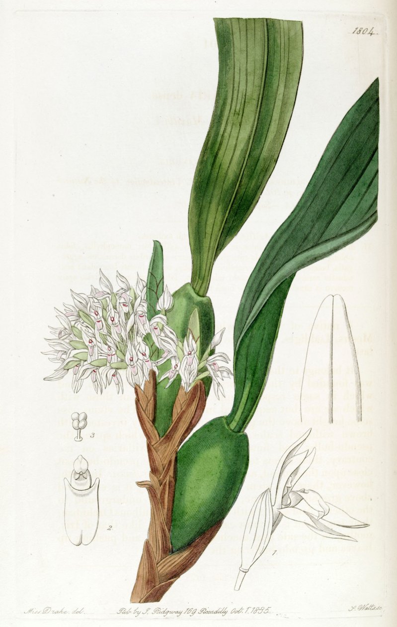 Maxillaria densa بواسطة ملكة جمال دريك