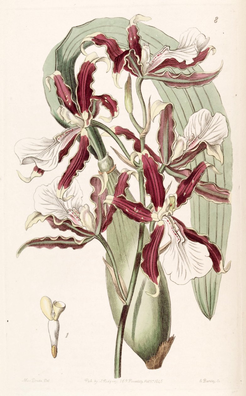 Miltonia cuneata بواسطة ملكة جمال دريك