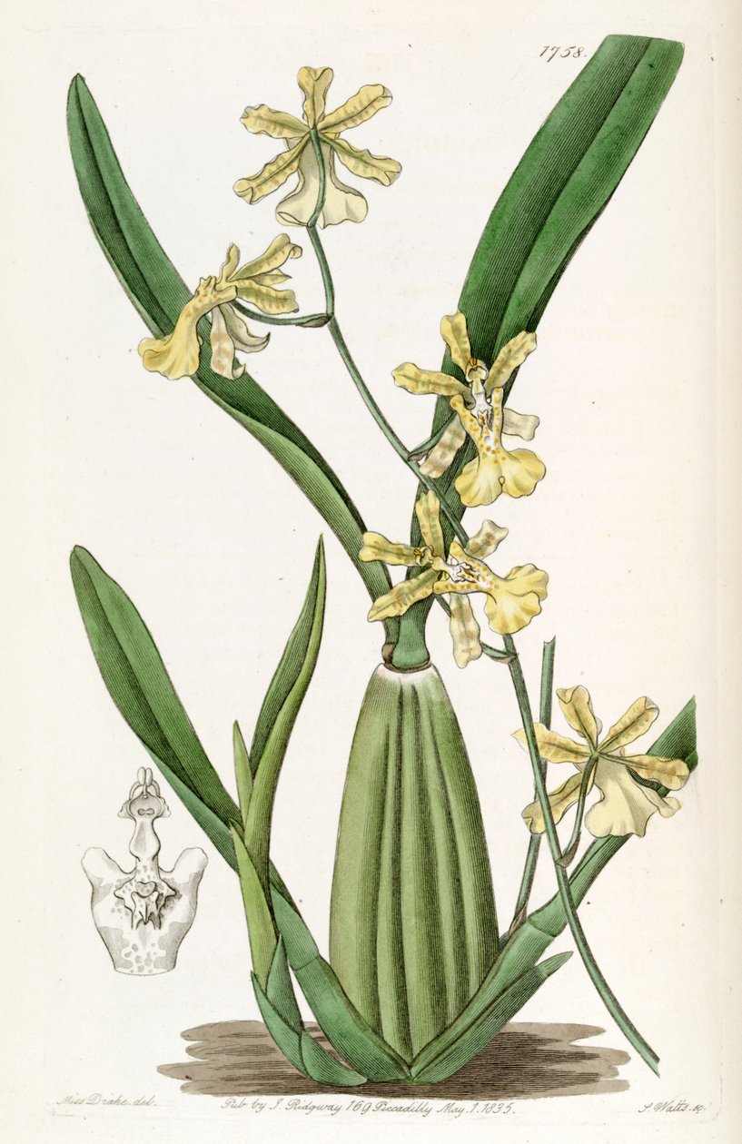 Oncidium citrinum بواسطة ملكة جمال دريك
