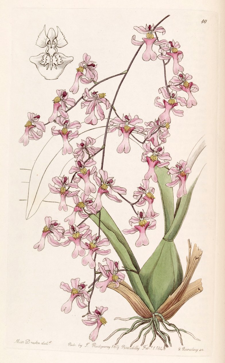 Oncidium ornithorhynchum بواسطة ملكة جمال دريك