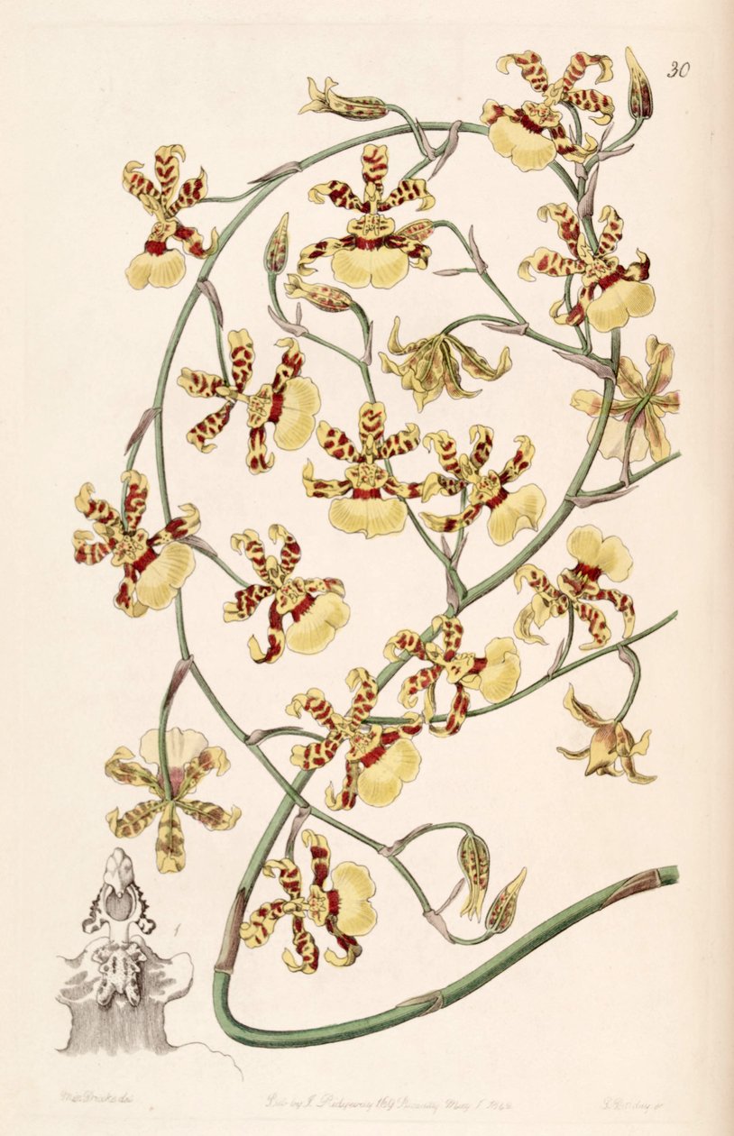 Oncidium sphacelatum بواسطة ملكة جمال دريك
