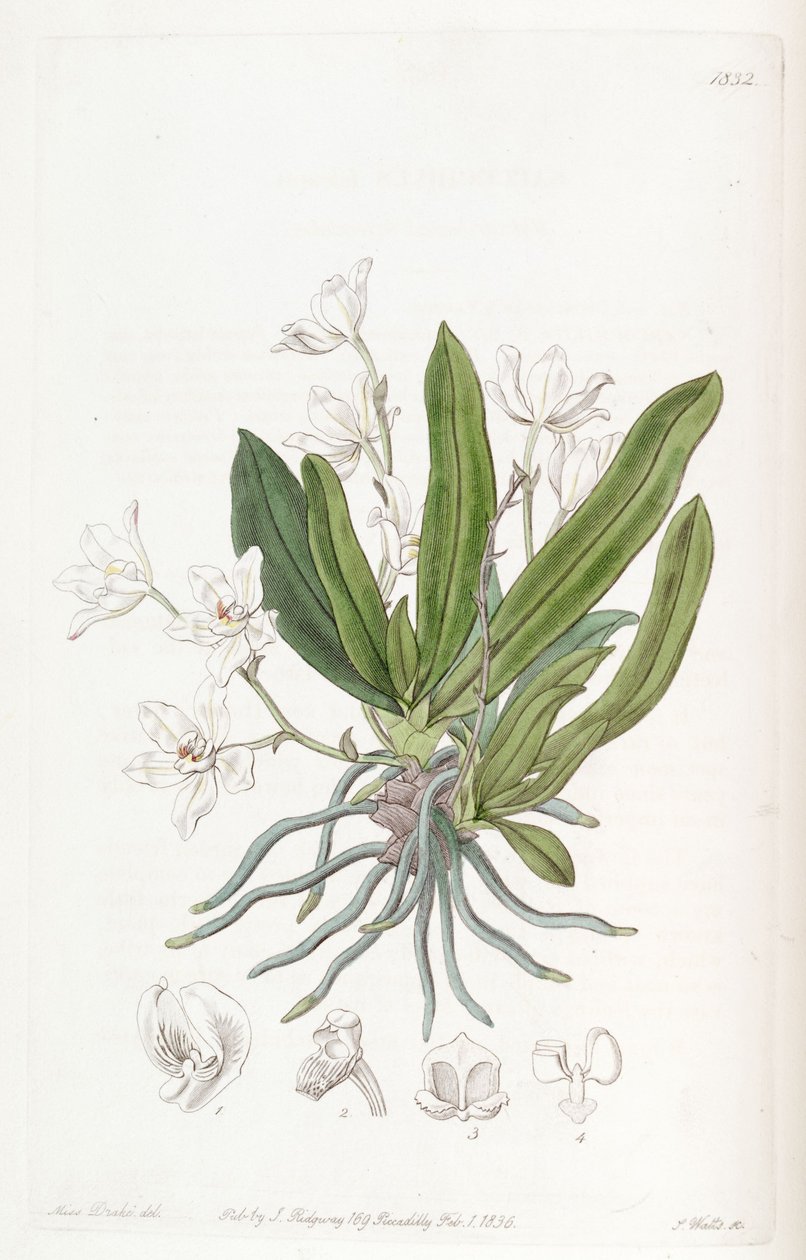 Sarcochilus falcatus بواسطة ملكة جمال دريك