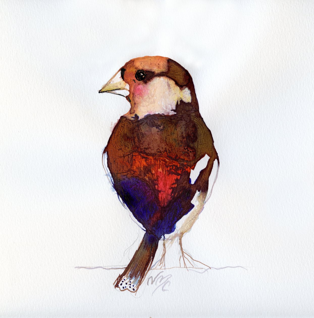Blushing Hawfinch، 2017 بواسطة نانسي مونيز شارالمبوس