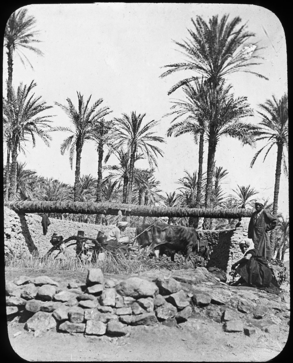 عجلة الماء ، مصر ، c1890 بواسطة نيوتن وشركاه