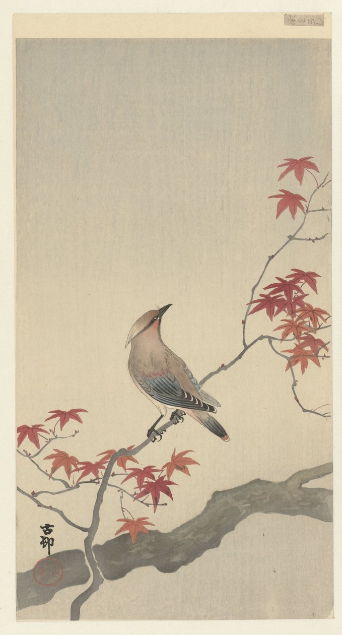 waxwing اليابانية على القيقب. بواسطة اوهارا كوسون