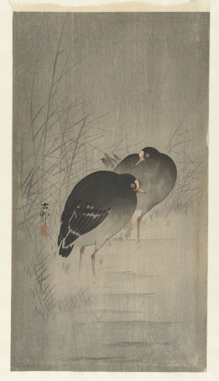 Moorhens بين القصب بواسطة اوهارا كوسون