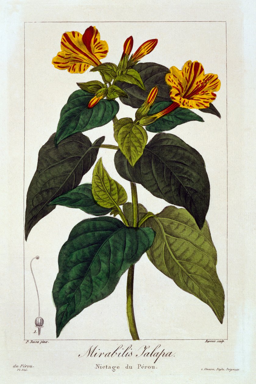 Ipomea purga ، 1836 (نقش يدوي) بواسطة Pancrace Bessa