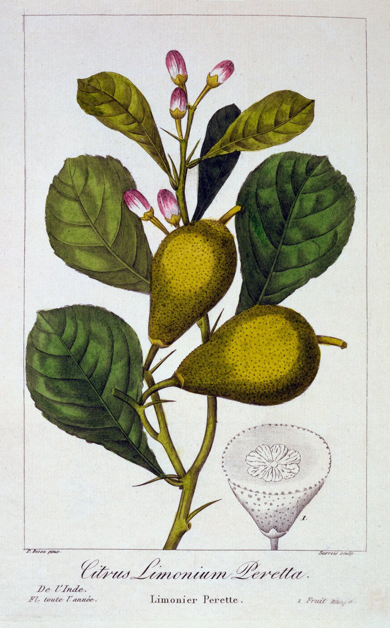 بيريتا ليمون ، 1836 (نقش يدوي) بواسطة Pancrace Bessa