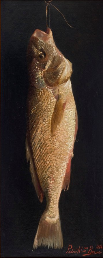 FishnPortugues: الأسماك بواسطة بيدرو الكسندرينو بورجيس