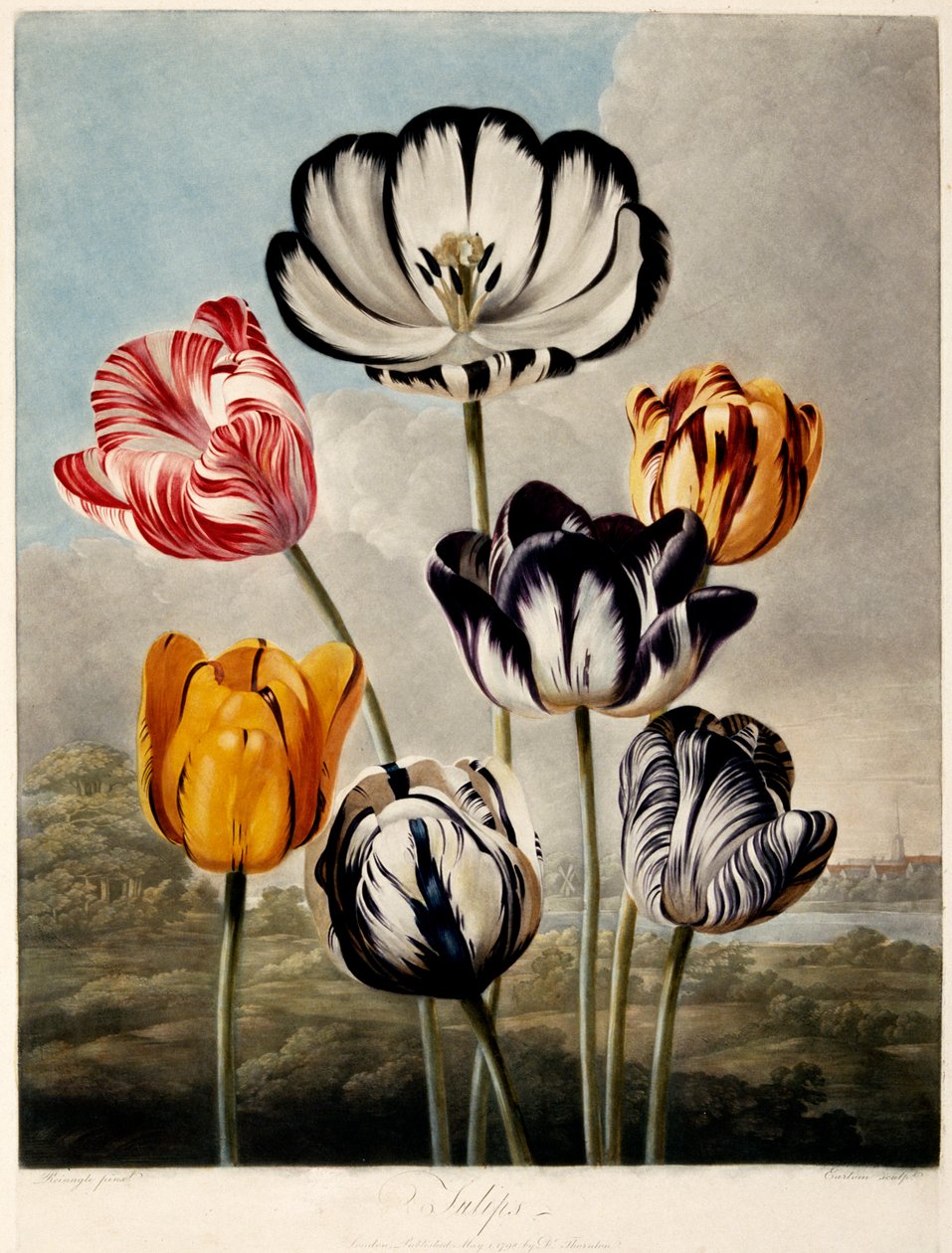 "الزنبق" ، 1798. بواسطة فيليب ريناجل