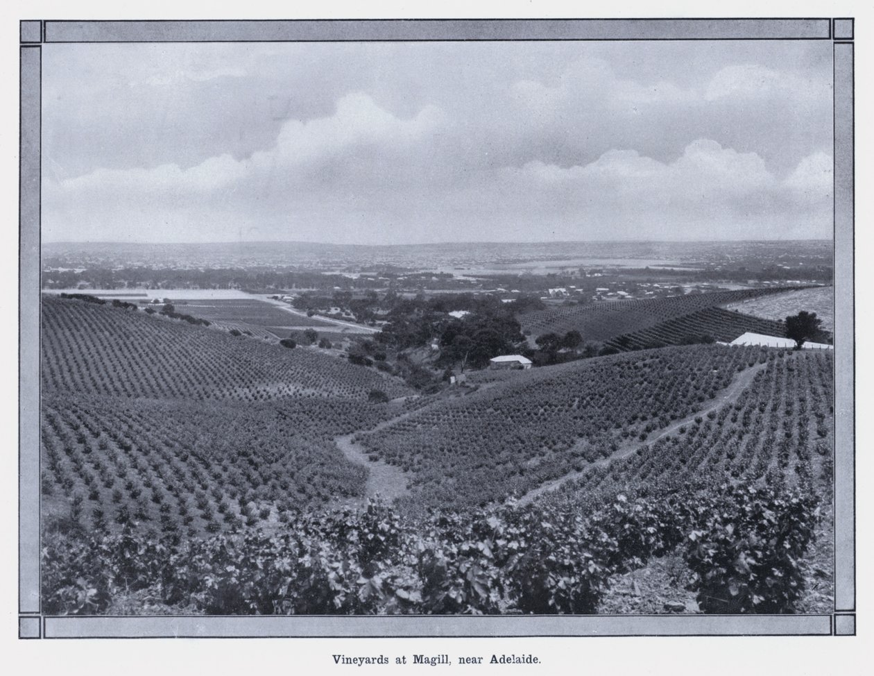 كروم العنب في Magill ، بالقرب من Adelaide (صورة b / w) بواسطة مصور فوتوغرافي استرالي