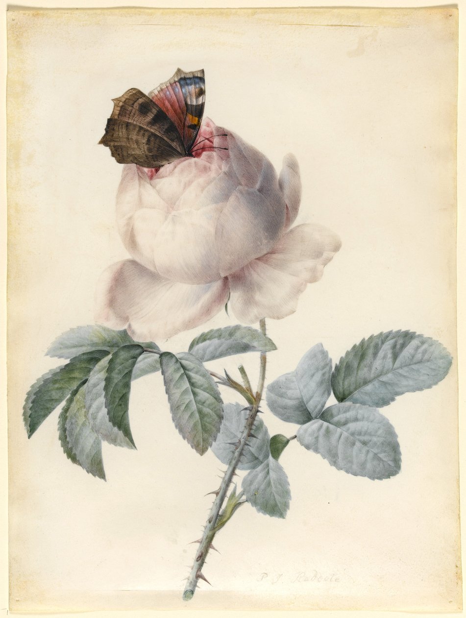 Centifolia Rose with Peacock Butterfly (مرحاض وجسم لون على الرق) بواسطة بيير جوزيف ريدوت