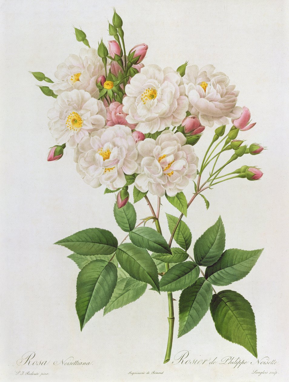 روزا نويزيتيانا ، من "Les Roses" ، النقش الملون في القرن التاسع عشر) بواسطة بيير جوزيف ريدوت