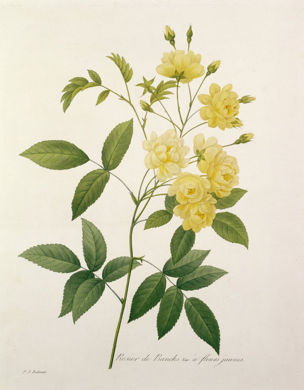 روزا بانكسي (روز بانكس) ، من "Choix des Plus Belles Fleurs" ، 1827 بواسطة بيير جوزيف ريدوت