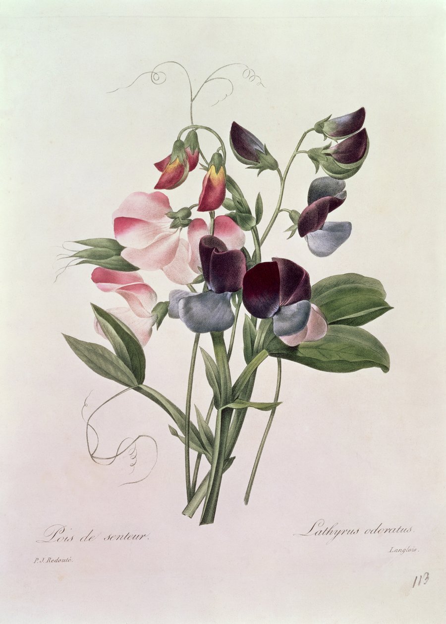 Sweet Peas (Lathyrus odoratur) المنقوش بواسطة Langlois ، من "Choix des Plus Belles Fleurs" ، 1827-33 بواسطة بيير جوزيف ريدوت