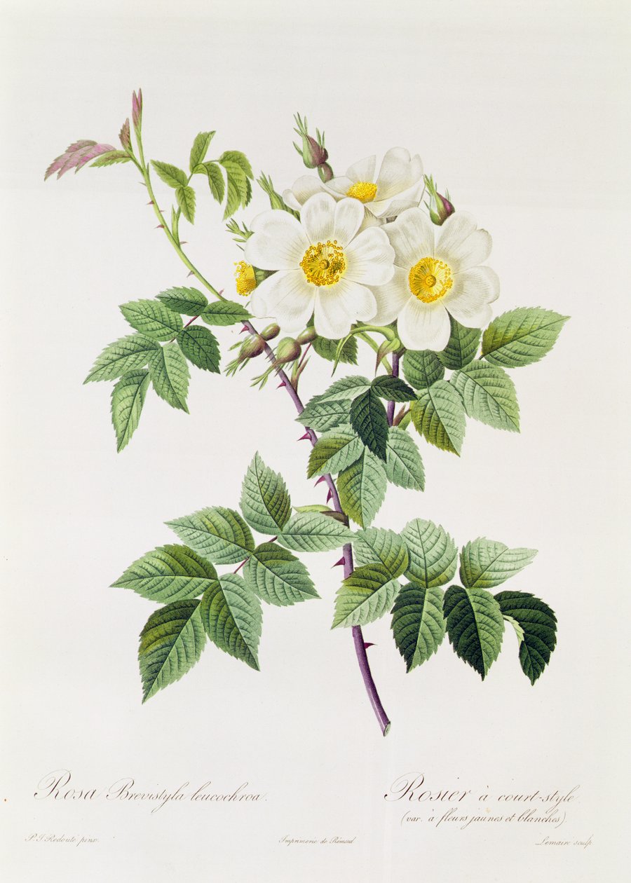 Rosa Brevistyla Leucochroa بواسطة بيير جوزيف ريدوت