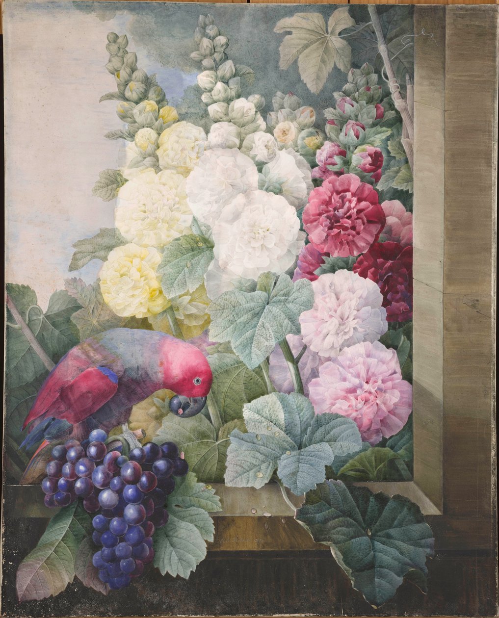 Hollyhocks والعنب والببغاء 1836. بواسطة بيير جوزيف ريدوت