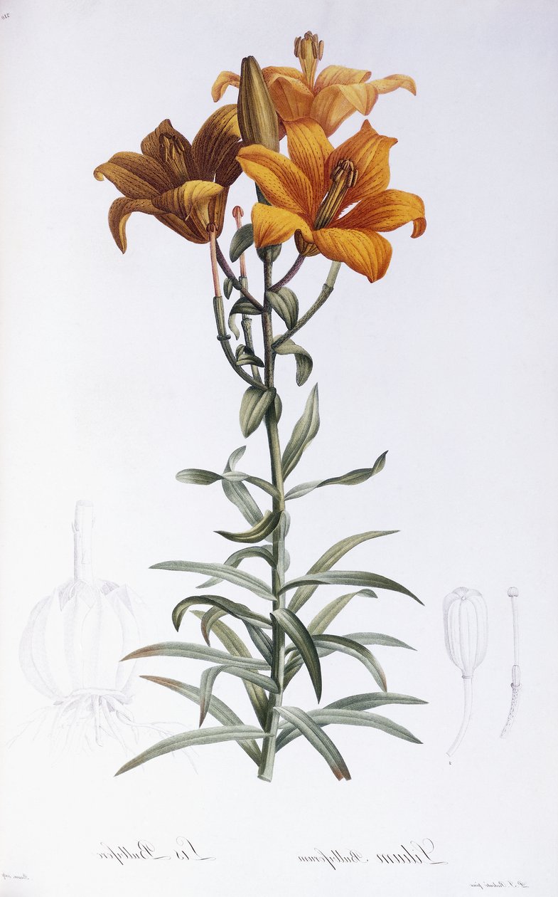 Lilium davidii بواسطة بيير جوزيف ريدوت