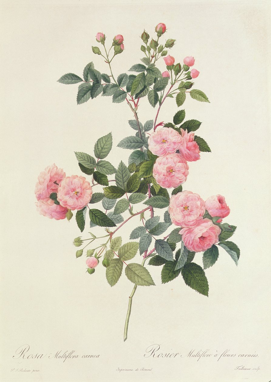 Rosa Multiflora Carnea بواسطة بيير جوزيف ريدوت