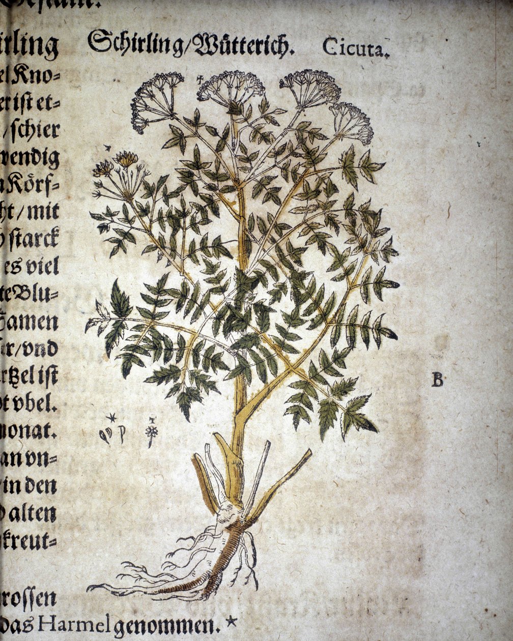 Cicuta - في "" Herbarium Mattioli "". بواسطة بيترو أندريا ماتيولي