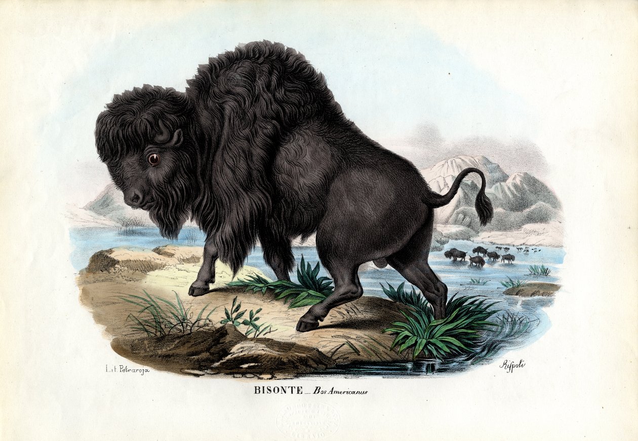بيسون ، 1863-1879 بواسطة رايموندو بيترارويا