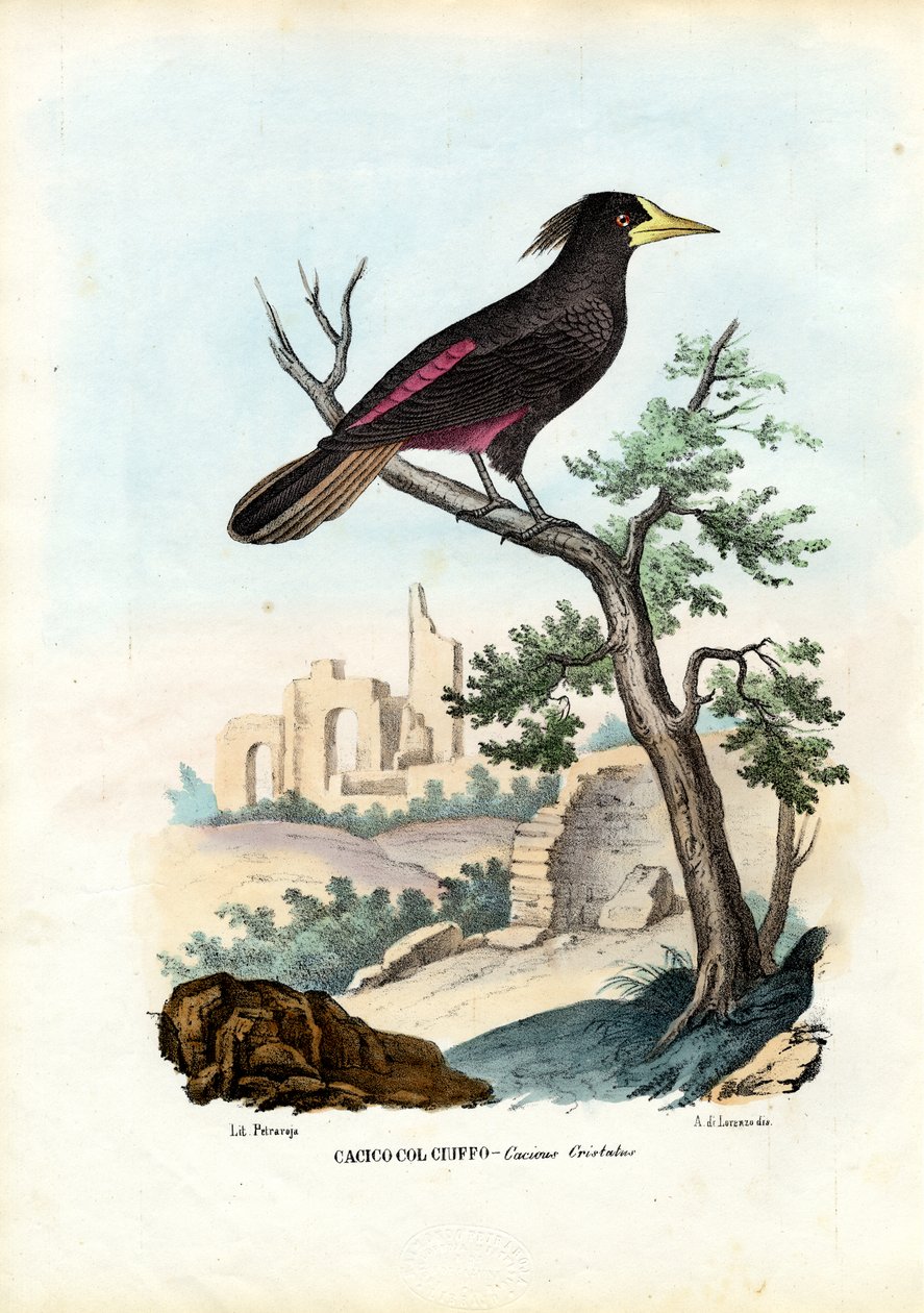 زعيم ، 1863-1879 بواسطة رايموندو بيترارويا