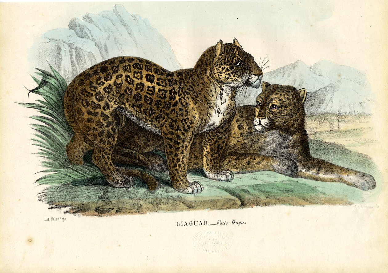 جاكوار ، 1863-1879 بواسطة رايموندو بيترارويا