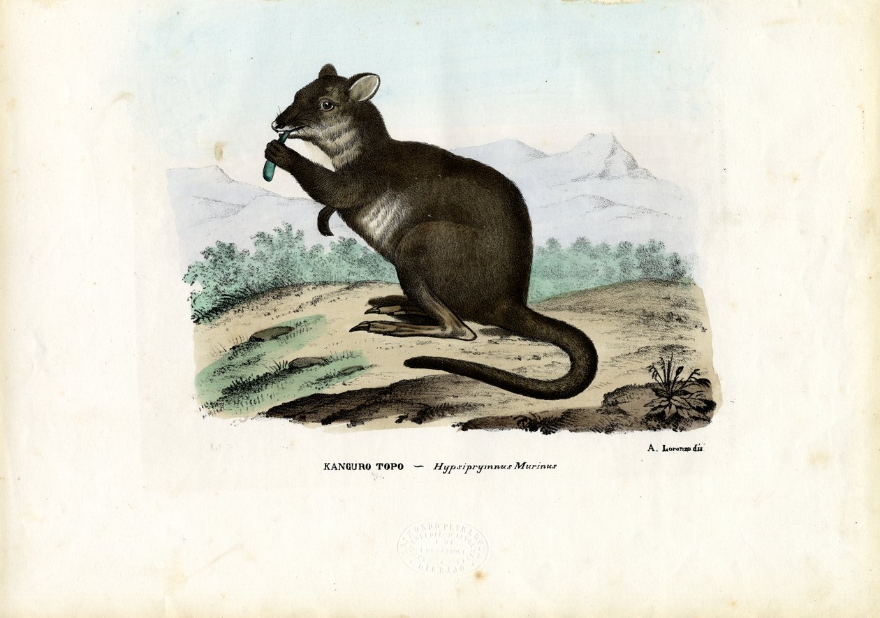Potoroo ، 1863-1879 بواسطة رايموندو بيترارويا