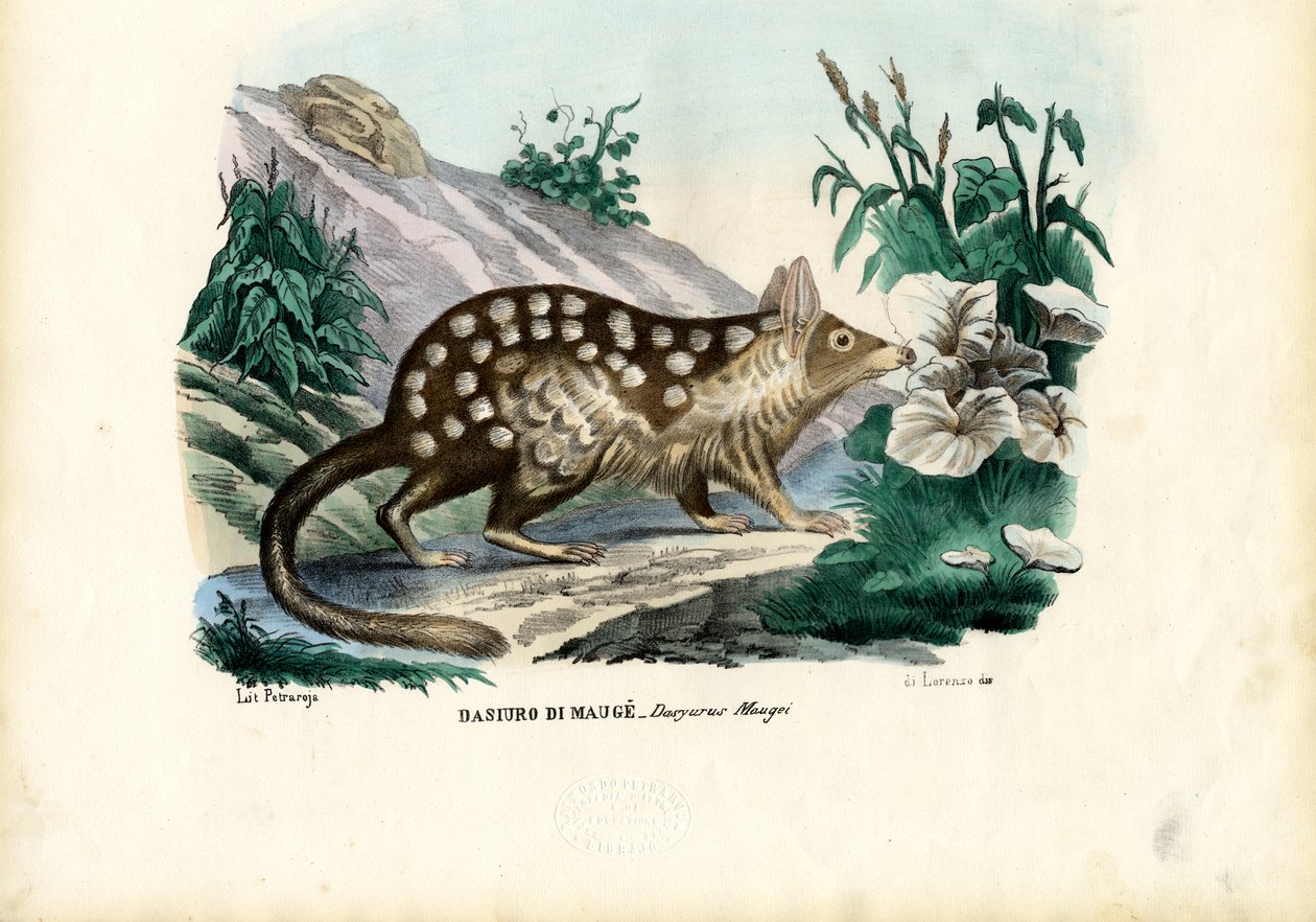 Quoll ، 1863-1879 بواسطة رايموندو بيترارويا