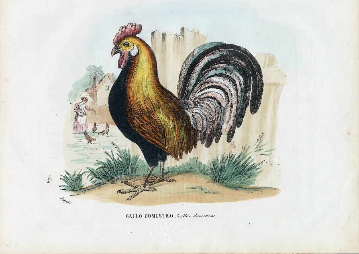 الديك ، 1863-1879 بواسطة رايموندو بيترارويا