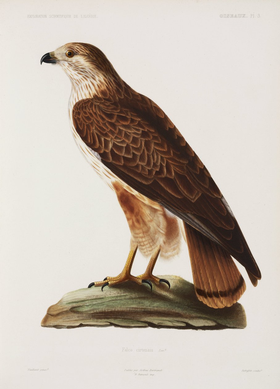 Falcon, Algeria بواسطة ريتشارد (بعد) داد
