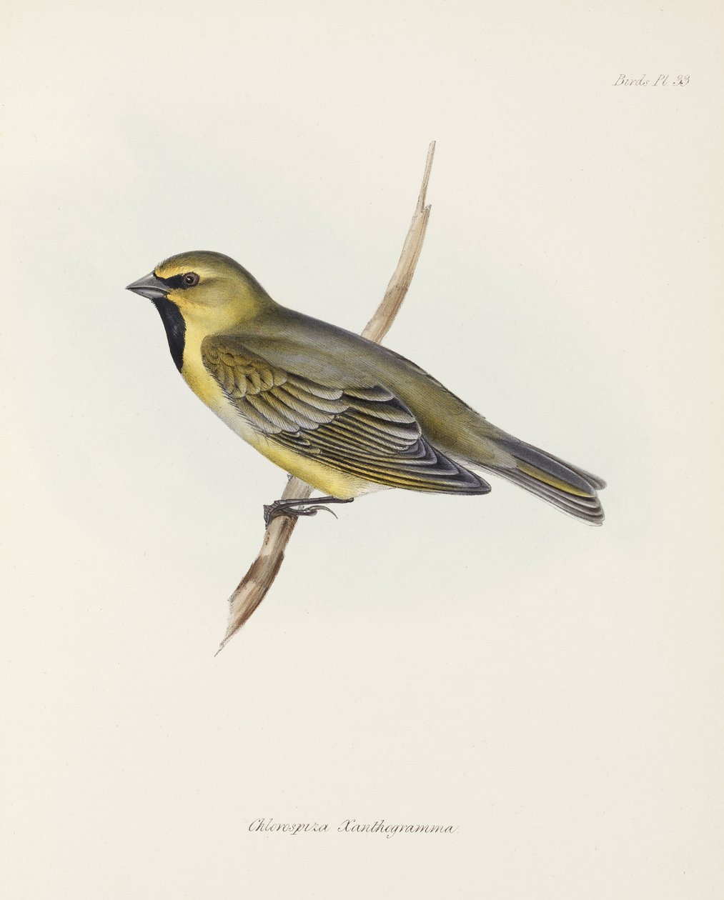 Finch, c 1832-1836 بواسطة ريتشارد (بعد) داد