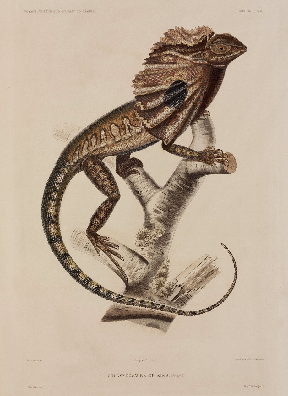 Frillneck lizard بواسطة ريتشارد (بعد) داد