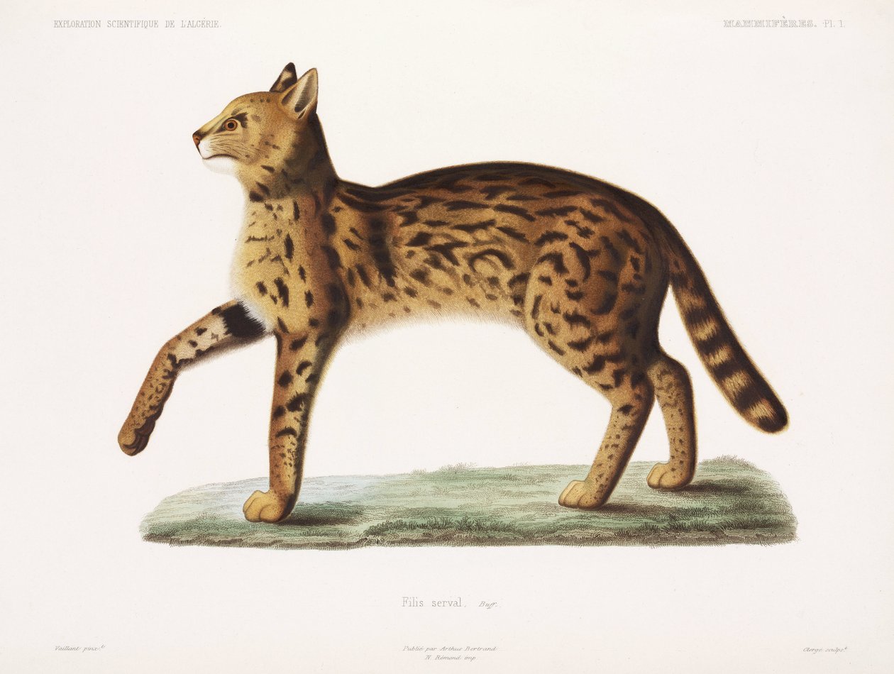 Serval, Algeria بواسطة ريتشارد (بعد) داد