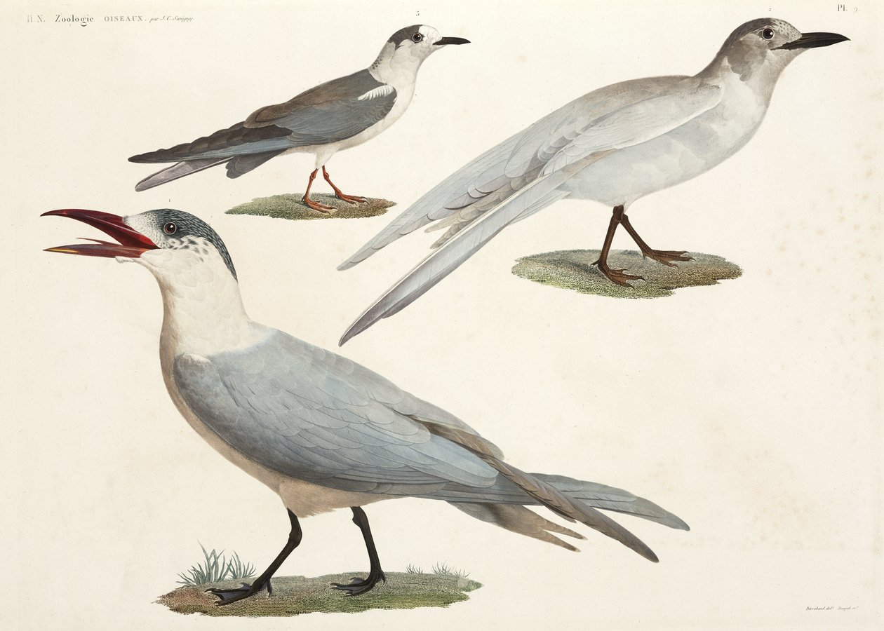 Terns and gulls, Egypt بواسطة ريتشارد (بعد) داد