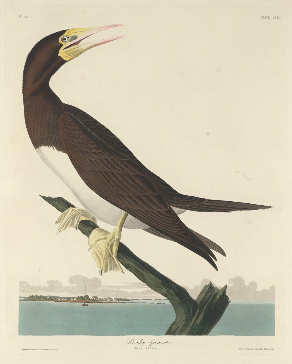 Booby Gannet1834. بواسطة روبرت هافيل