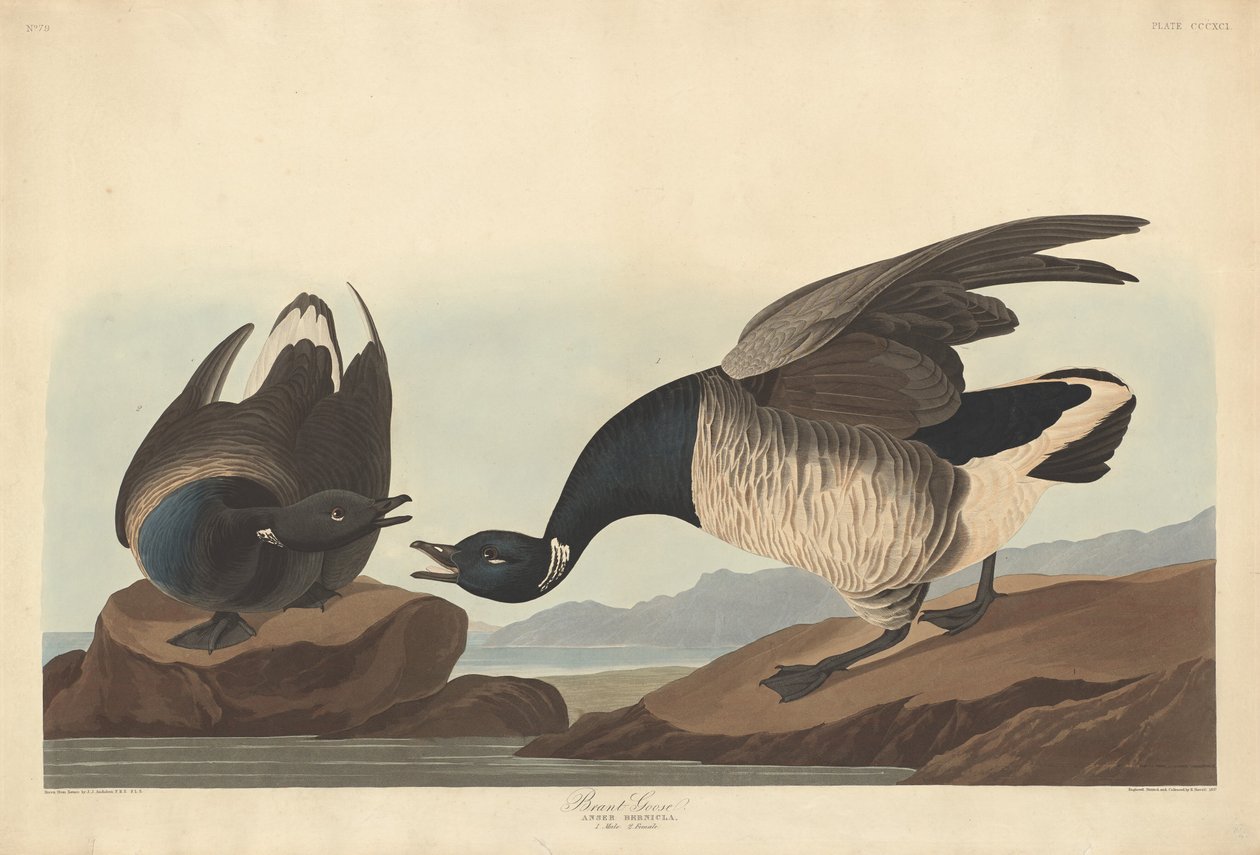 برانت جوز 1837. بواسطة روبرت هافيل
