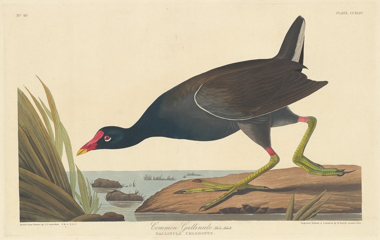 غالينول مشترك ، 1835. بواسطة روبرت هافيل