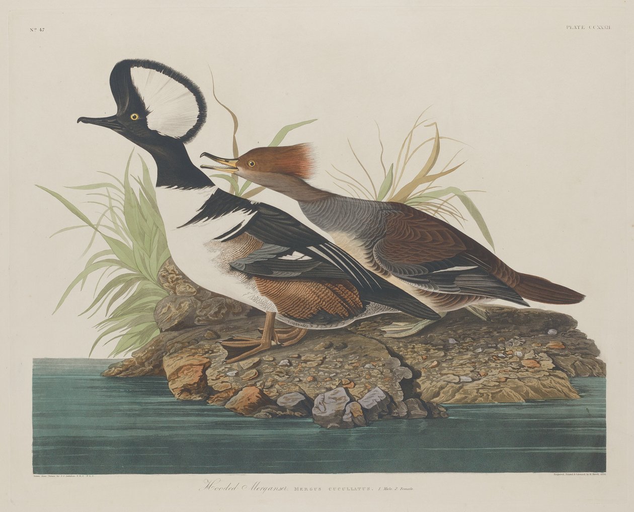 مقنع Merganser ، 1834. بواسطة روبرت هافيل