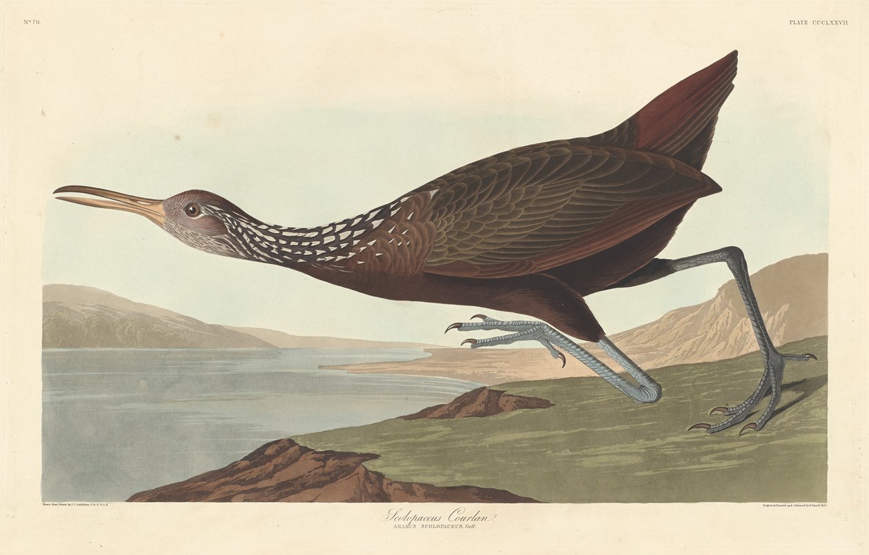 Scolopaceus كورلان 1837. بواسطة روبرت هافيل