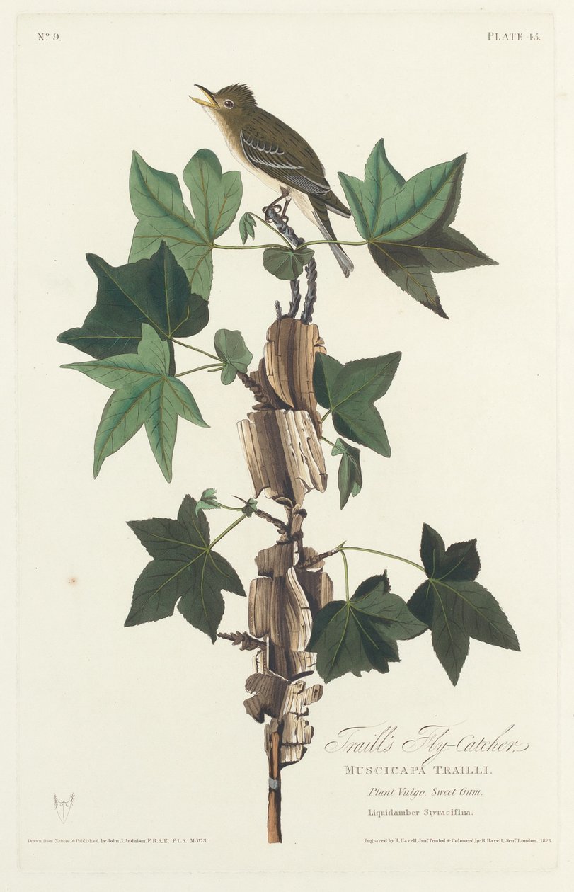 Traill's Flycatcher ، ١٨٢٨. بواسطة روبرت هافيل