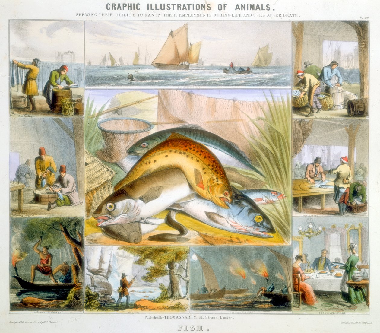 السمك ، c1850 بواسطة روبرت كينت توماس