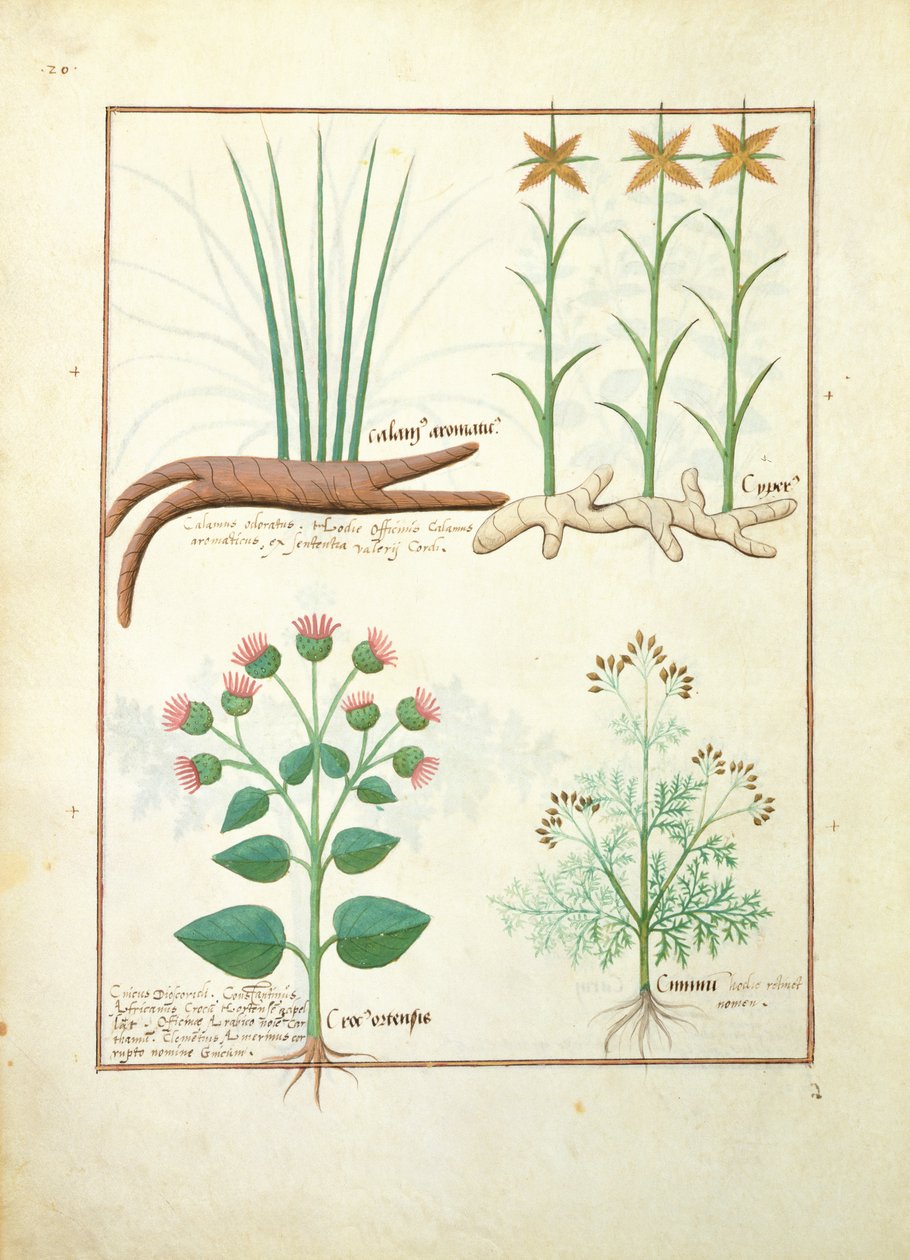 Cyperus ، Calamus ، Crocus ostensis ، توضيح من كتاب الأدوية البسيطة بواسطة Mattheaus Platearius 119v بواسطة Robinet Testard