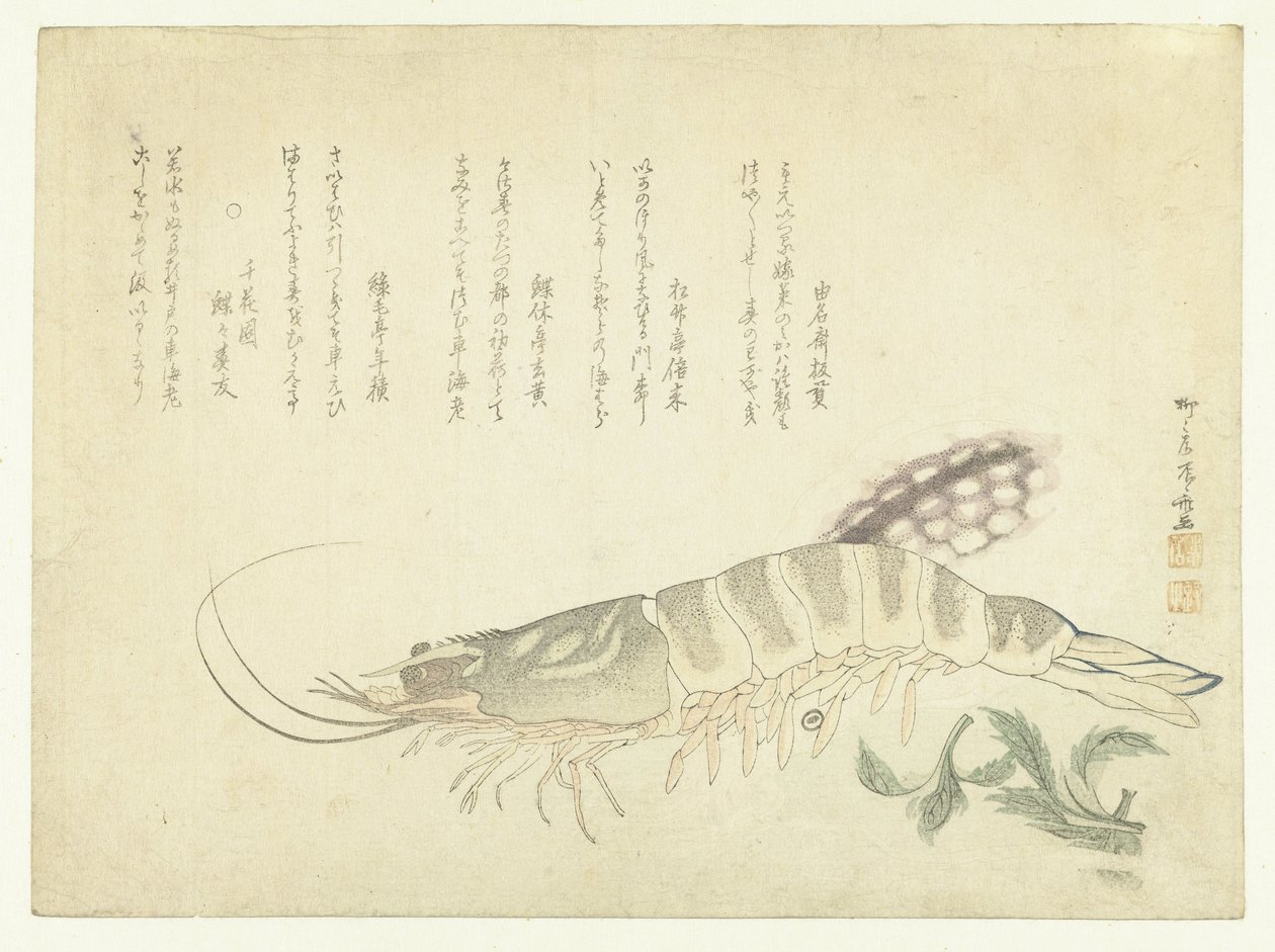 جراد البحر والحبار بواسطة Ryuryukyo Shinsai